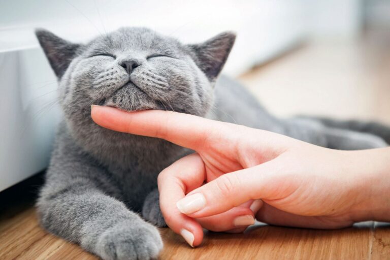 Cat names