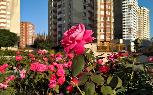 Rosewellsk: A Comprehensive Guide to Its Meaning, Uses, and Benefits Rosewellsk