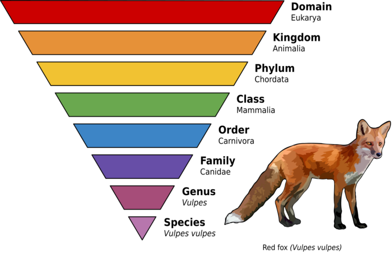 Order of species classification